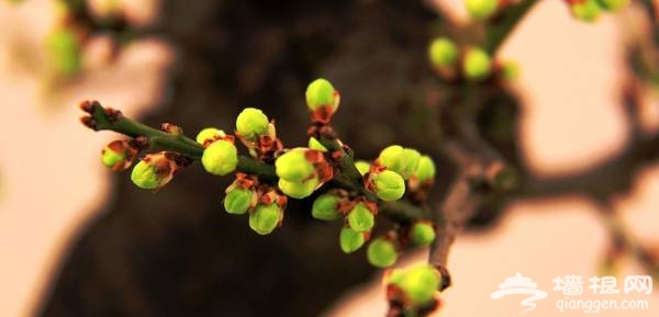 2014世界花卉大觀園梅花展開幕 冬季賞梅好去處