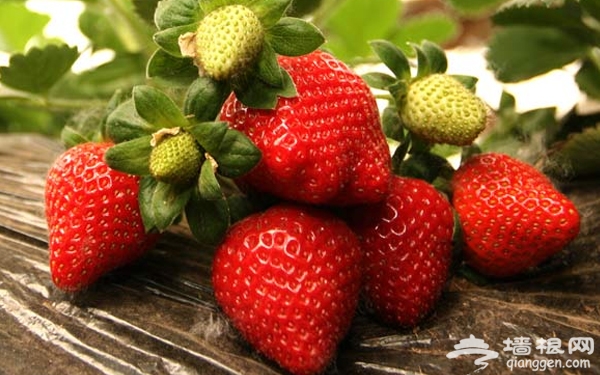 北京哪裡采摘草莓之京郊北線