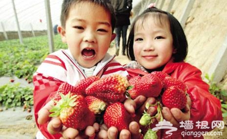 北京周末去哪玩兒?冬季溫暖采摘游(組圖)