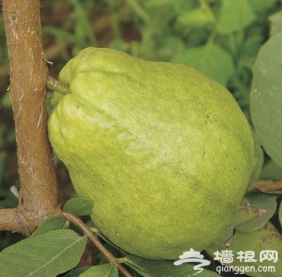 北京周末去哪玩兒?冬季溫暖采摘游(組圖)
