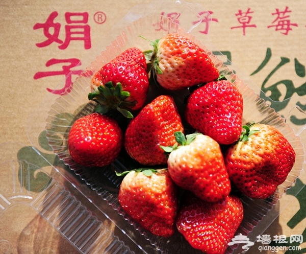 撫去寒冬摘草莓 北京昌平興壽鎮采摘自助游攻略