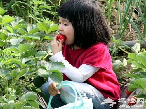 2013北京大興冬季系列旅游活動之草莓采摘園