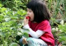 北京冬季草莓采摘去哪好?大興草莓采摘園推薦