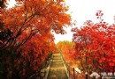 北京紅螺寺賞紅葉線路推薦 京郊紅葉紅似火