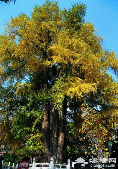 獨木成林 京郊古寺裡賞銀杏三大好去處