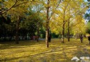 探四爺府邸 看銀杏美景 最惬意一日游