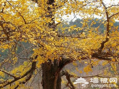 北京十二個銀杏觀賞地[牆根網]