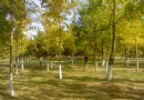 奧林匹克森林公園彩葉展迎客 游玩攻略推薦