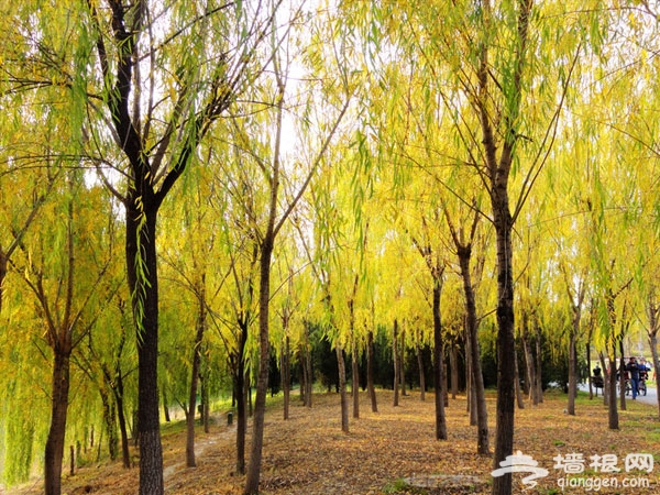 奧林匹克森林公園 秋游攻略推薦