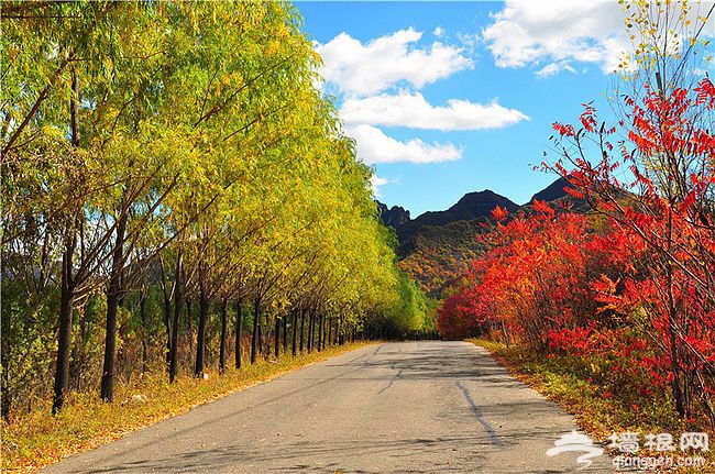 延慶玉渡山獨特賞紅地 渾然天成金秋五彩斑斓美景圖