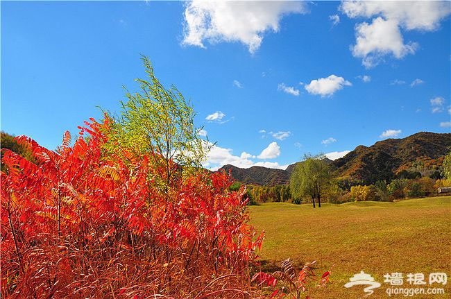 延慶玉渡山獨特賞紅地 渾然天成金秋五彩斑斓美景圖