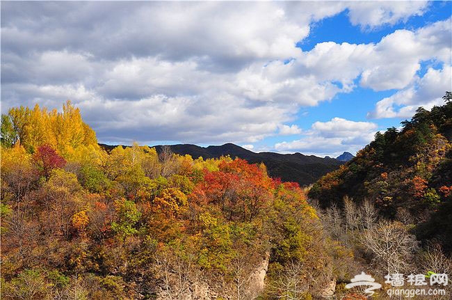 延慶玉渡山獨特賞紅地 渾然天成金秋五彩斑斓美景圖