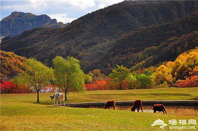 延慶玉渡山獨特賞紅地 渾然天成金秋五彩斑斓美景圖