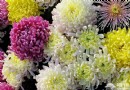 金色秋季菊花爭艷 京城賞菊地推薦