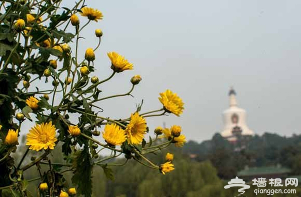 北海公園 北京開封菊花文化節