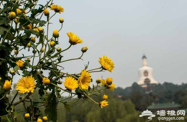 北海公園 北京開封菊花文化節 