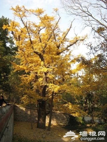 北京秋天銀杏觀賞地