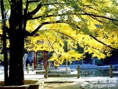 北京秋天銀杏觀賞地 北京秋天銀杏觀賞地