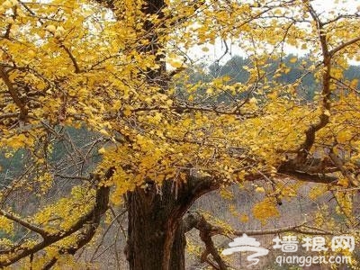 北京秋天銀杏觀賞地 北京秋天銀杏觀賞地