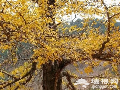 北京秋天銀杏觀賞地