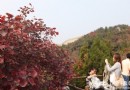 八達嶺國家森林公園賞紅葉 游玩線路推薦