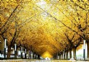 北京最佳賞秋地：釣魚台銀杏大道