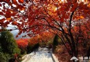 紅螺山賞紅葉 花團錦簇紅似火