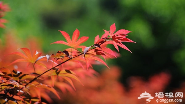 京郊賞紅葉目的地推薦：西山國家森林公園