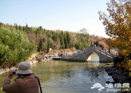 躲避香山人潮 北宮森林公園賞紅葉攻略指南 