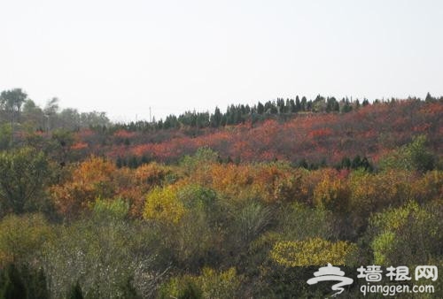 躲避香山人潮 北宮森林公園賞紅葉攻略指南 