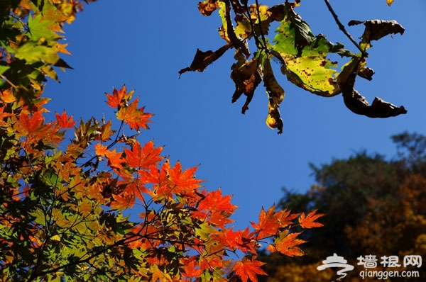 京郊賞紅葉目的地推薦：鹫峰國家森林公園