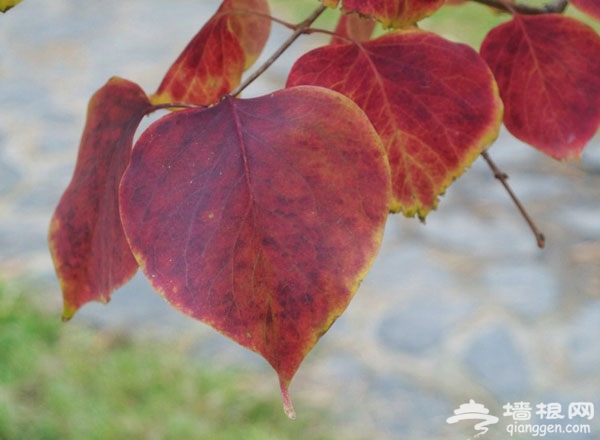 京郊賞紅葉目的地推薦：上方山國家森林公園