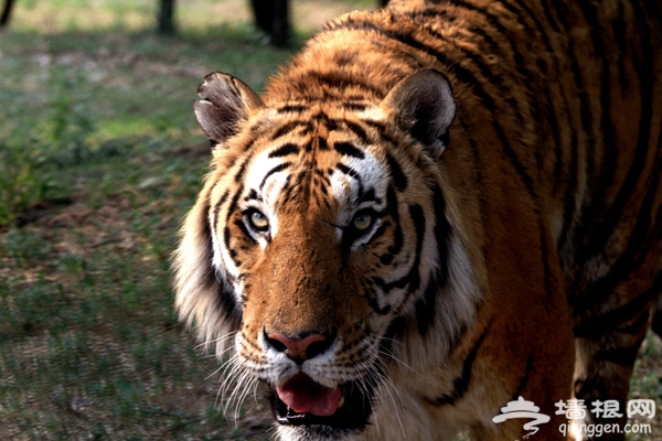 大興野生動物園自助游攻略