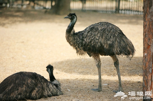 大興野生動物園自助游攻略