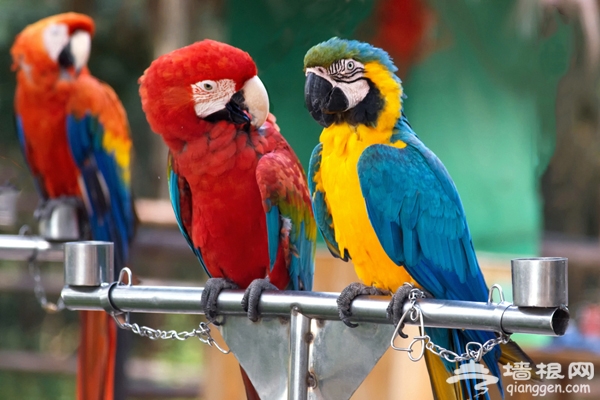 大興野生動物園自助游攻略