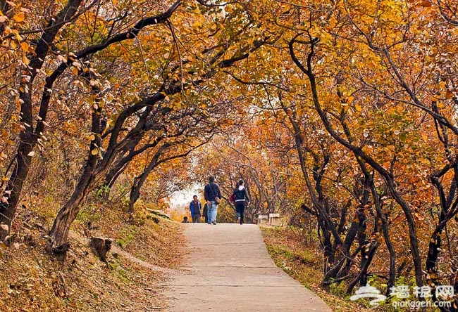 西山紅葉初泛紅:百望山森林公園