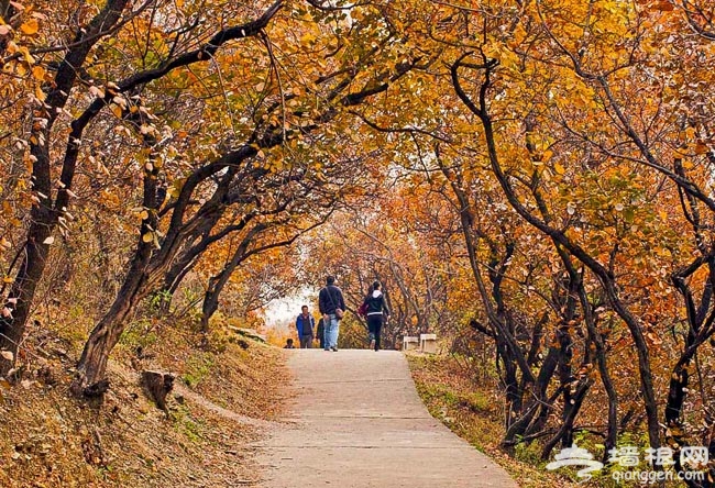 西山紅葉初泛紅：百望山森林公園