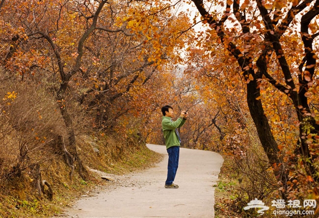 西山紅葉初泛紅:百望山森林公園