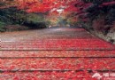 重陽節陪父母去踏秋 京城重陽節活動推薦