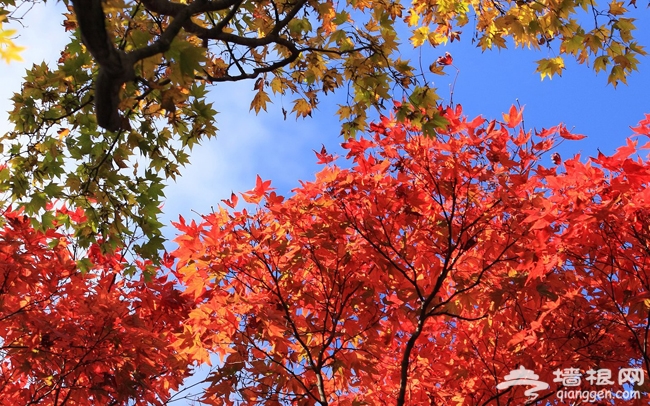 看紅葉 來蟒山國家森林公園