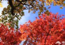 看紅葉 來蟒山國家森林公園