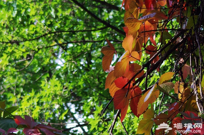 看紅葉 來蟒山國家森林公園