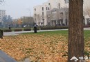 清華大學銀杏攝影游小貼士