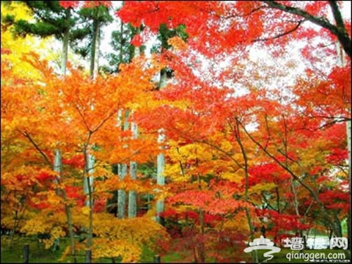 京城賞紅葉必去之處