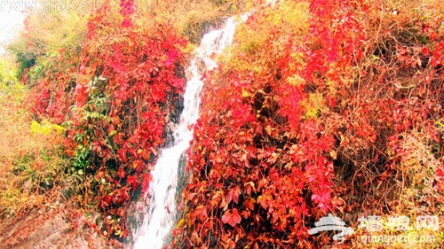 京城賞紅葉必去之處