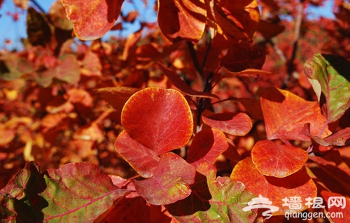 京城賞紅葉必去之處