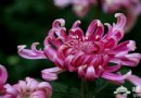 2013北京菊花展門票多少錢 北京菊花展門票時間地點攻略