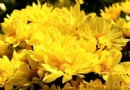 秋天北京旅游賞菊哪裡好 北京三大賞菊好去處