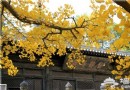 京郊六大古寺賞銀杏 周末出游好選擇