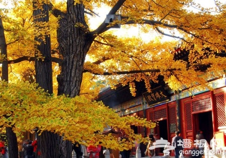 京郊六大古寺賞銀杏 周末出游好選擇[牆根網]